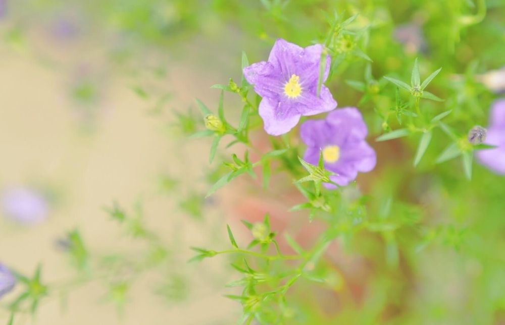 ニーレンベルギア