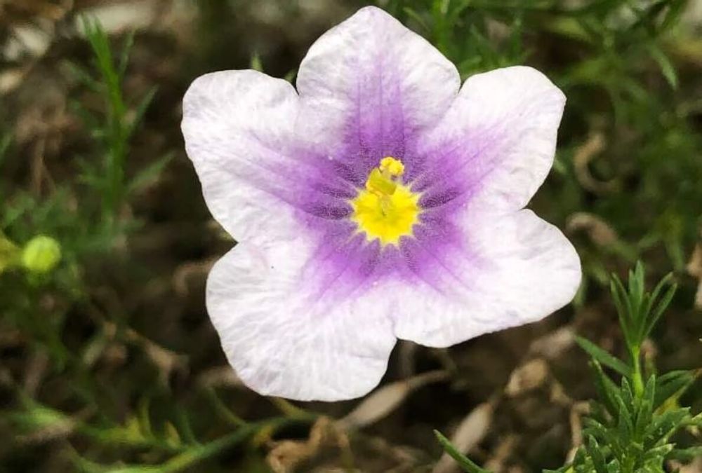 ニーレンベルギア