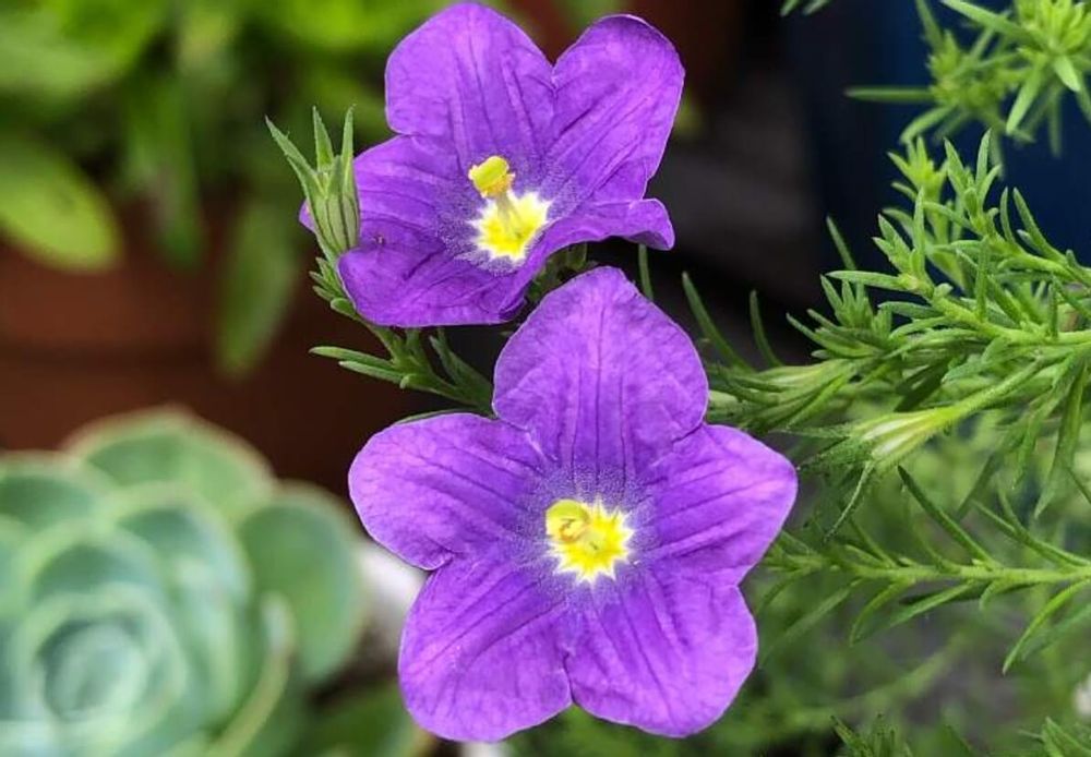 ニーレンベルギア