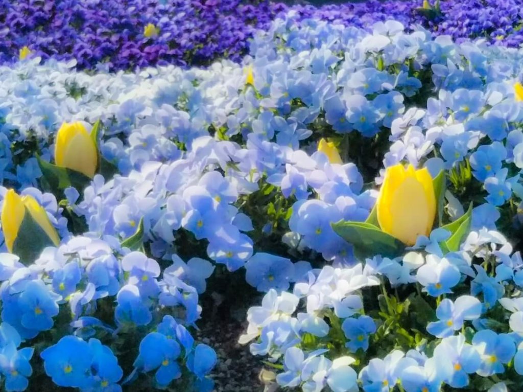 ミックスシード　青い花