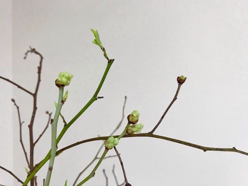 ブルーベリーの剪定 夏や冬剪定の方法は 品種 栽培年数で方法が違う Greensnap グリーンスナップ