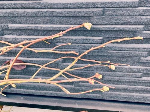 ブルーベリーの剪定 夏や冬剪定の方法は 品種 栽培年数で方法が違う Greensnap グリーンスナップ