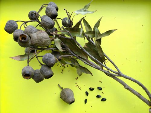 ワイルドフラワーとは 代表的な花の種類は 種からも育てられる Greensnap グリーンスナップ