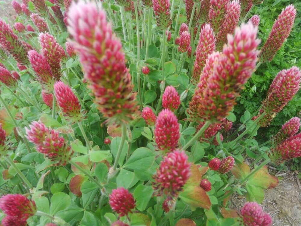 センニチコウ 千日紅 の種類 人気品種8選 似た花や見分け方とは Greensnap グリーンスナップ