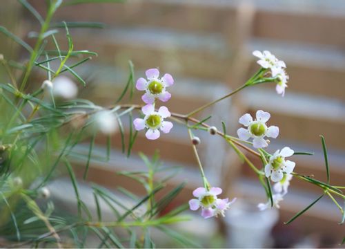 ワイルドフラワーとは 代表的な花の種類は 種からも育てられる Greensnap グリーンスナップ