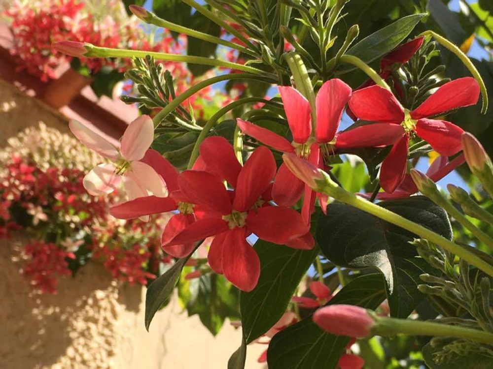 クリスマスブッシュ　赤い花　日差し