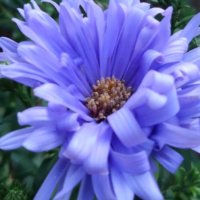 ユウゼンギク(友禅菊)の育て方｜植え付けの時期や手入れの方法は？の画像