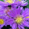 健康の意味を持つ花言葉｜敬老の日の贈り物にもぴったり！の画像