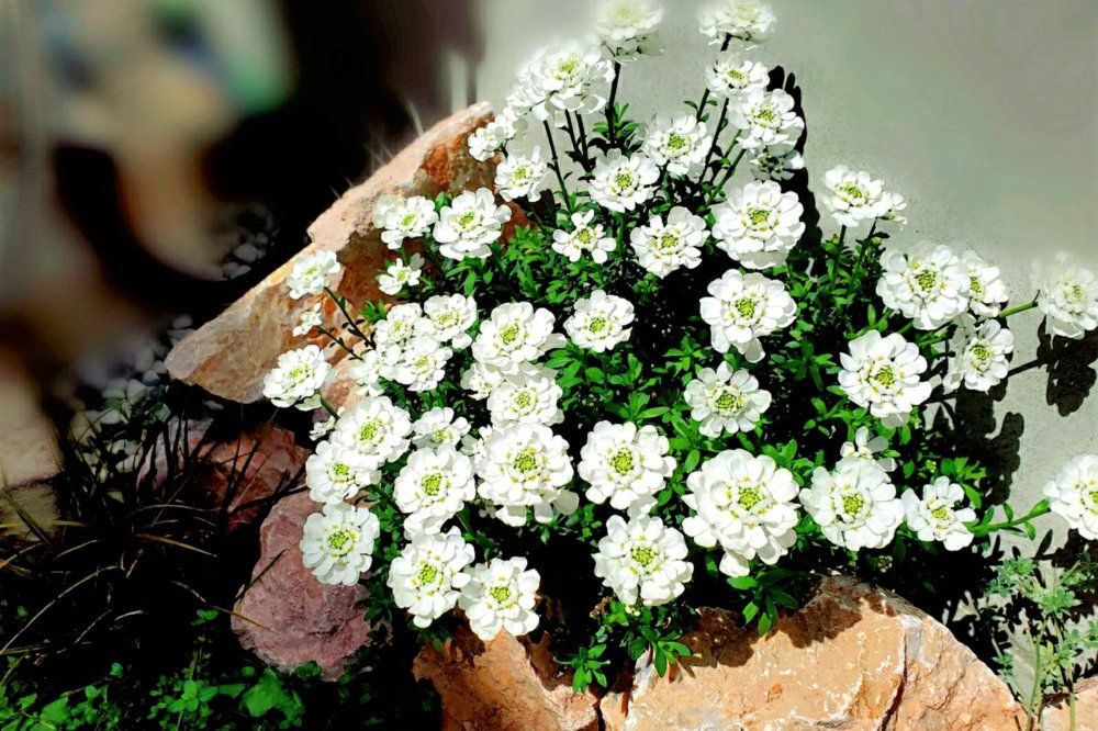 ロックガーデン