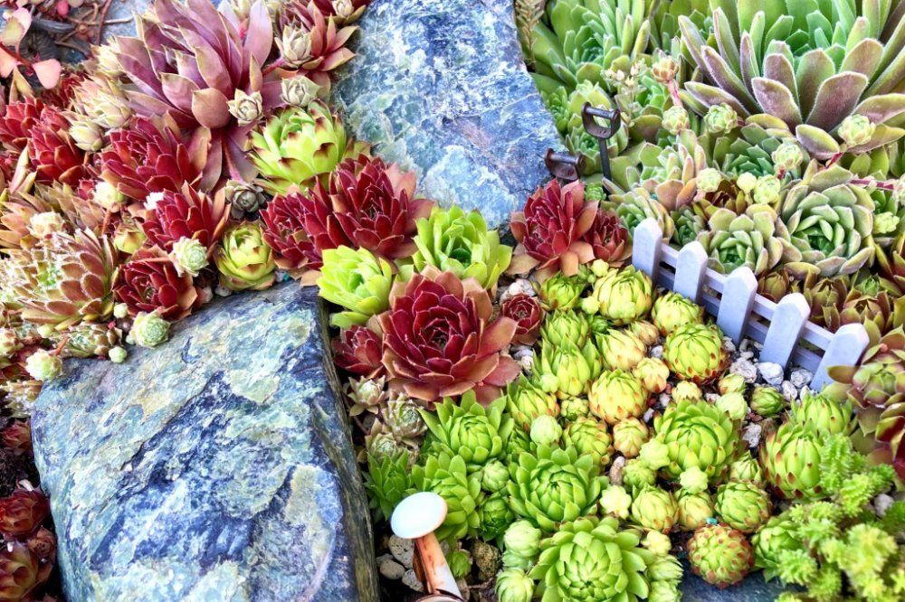 ロックガーデン