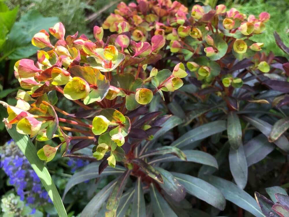 ユーフォルビア・ブラックバード