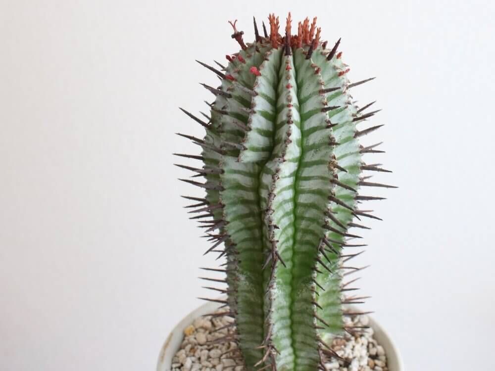 ユーフォルビア・ホリダ