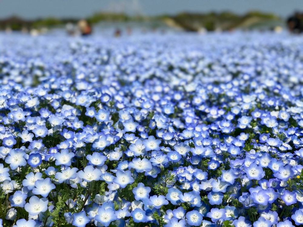 ネモフィラ 花畑