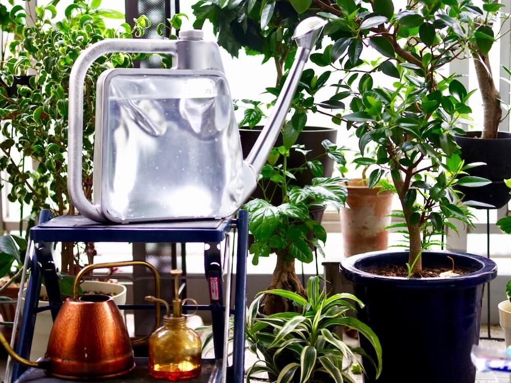 写真：ジョウロと観葉植物