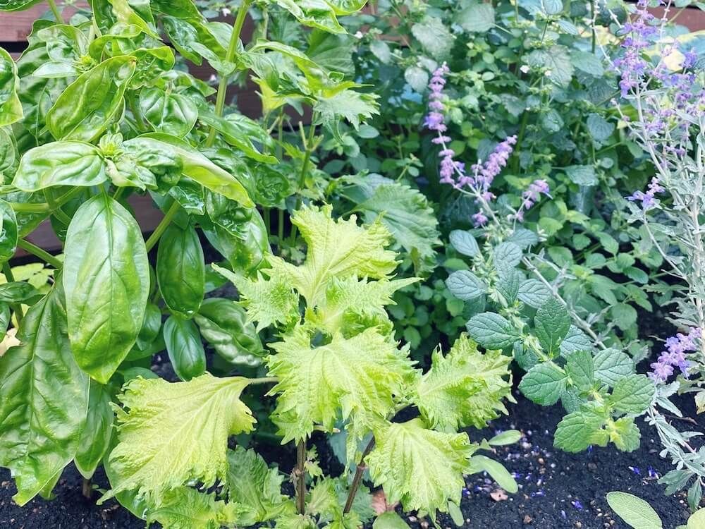 写真：ハーブガーデン　シソ　バジル　セージ