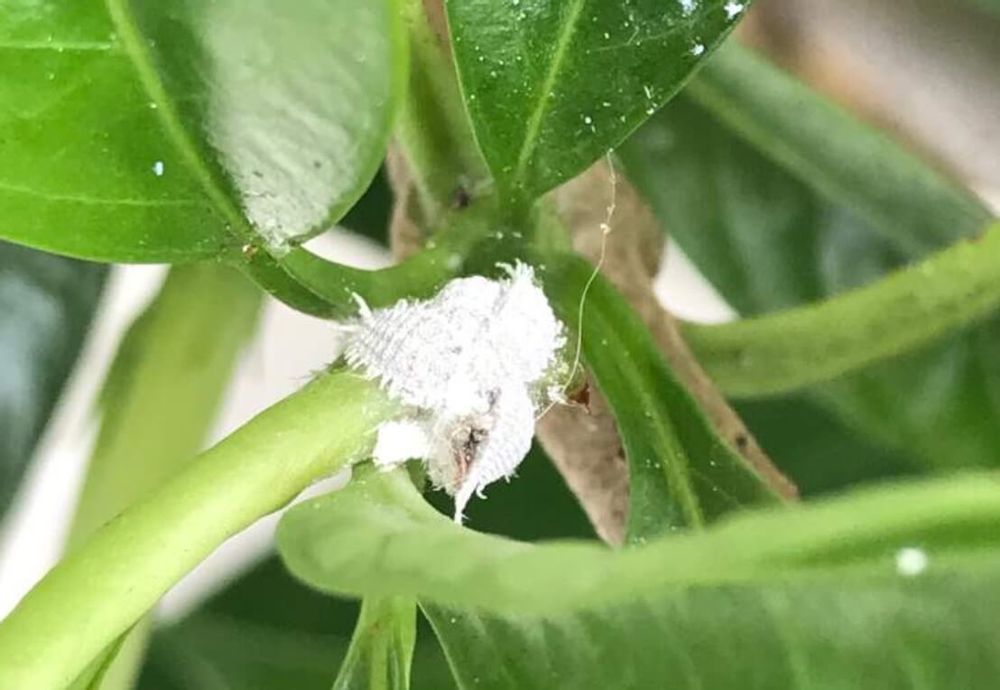 コナカイガラムシ