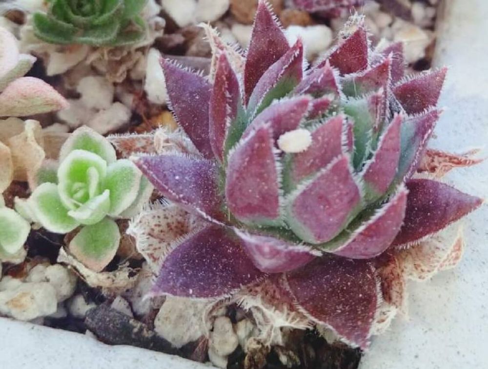 コナカイガラムシ