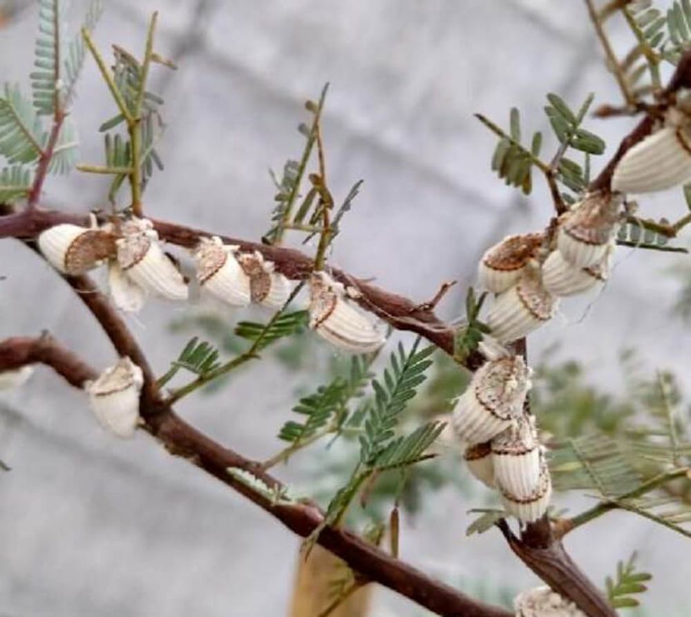 コナカイガラムシ