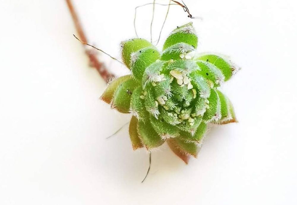 コナカイガラムシ