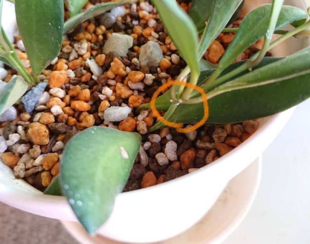 コナカイガラムシ