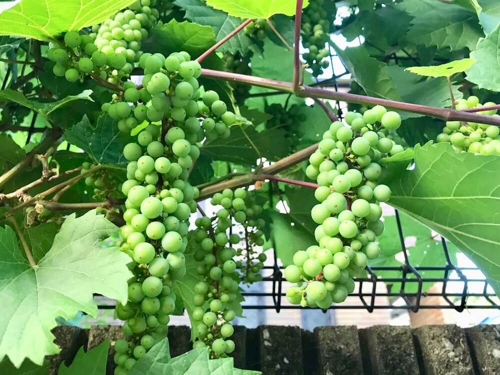 ブドウ　ぶどう　　垣根仕立て　平面仕立て