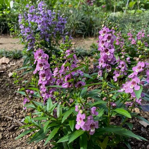 アンゲロニアの育て方 寄せ植えのコツは 冬越しすれば宿根草になる Greensnap グリーンスナップ アンゲロニアの育て方 寄せ植えのコツは 冬越しすれば宿根草になる Greensnap グリーンスナップ