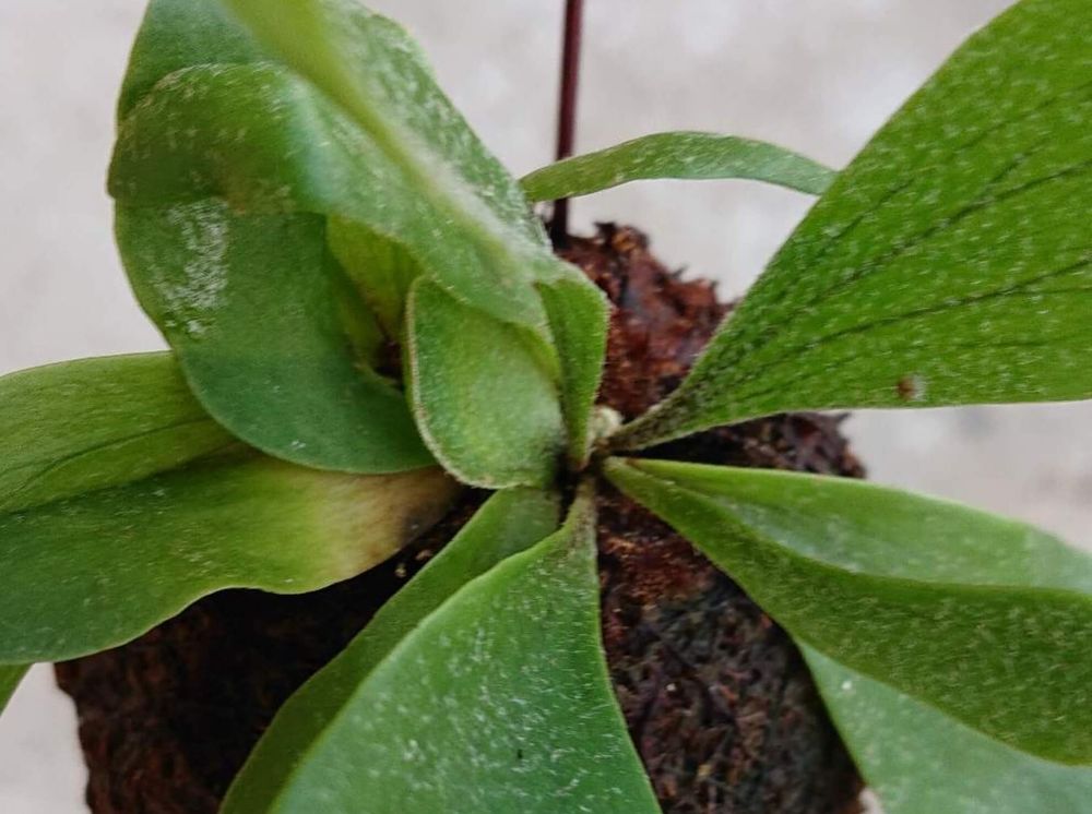 オンシツコナジラミ