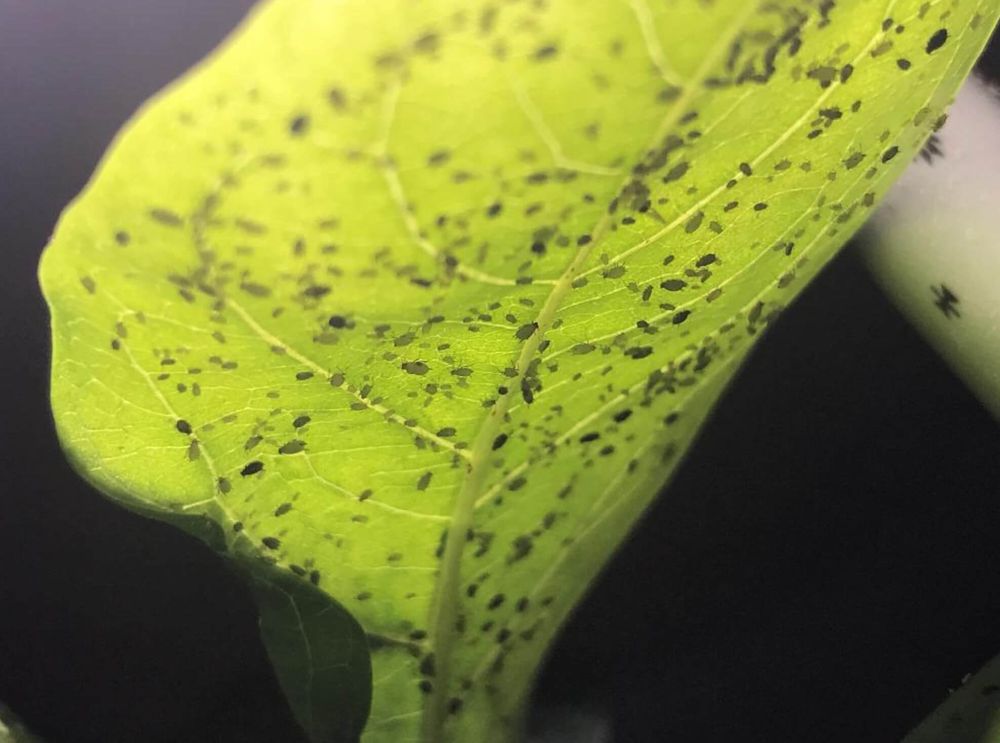 オンシツコナジラミ