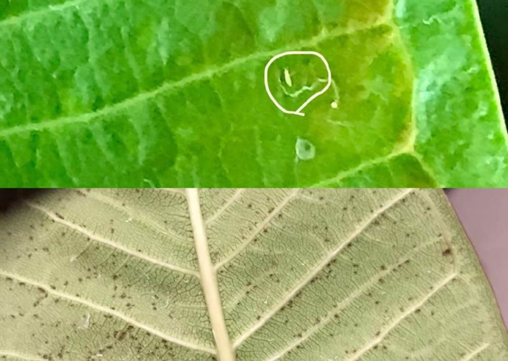 オンシツコナジラミ