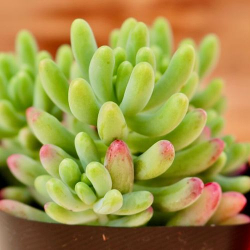 セダムの育て方 肥料や水やりの頻度は 冬の手入れは Greensnap グリーンスナップ セダムの育て方 肥料や水やりの頻度は 冬の手入れは Greensnap グリーンスナップ