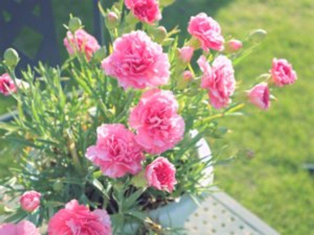 カーネーション