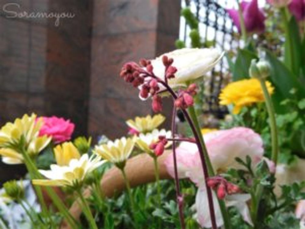 ラナンキュラス