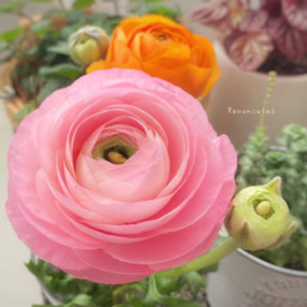 ラナンキュラス