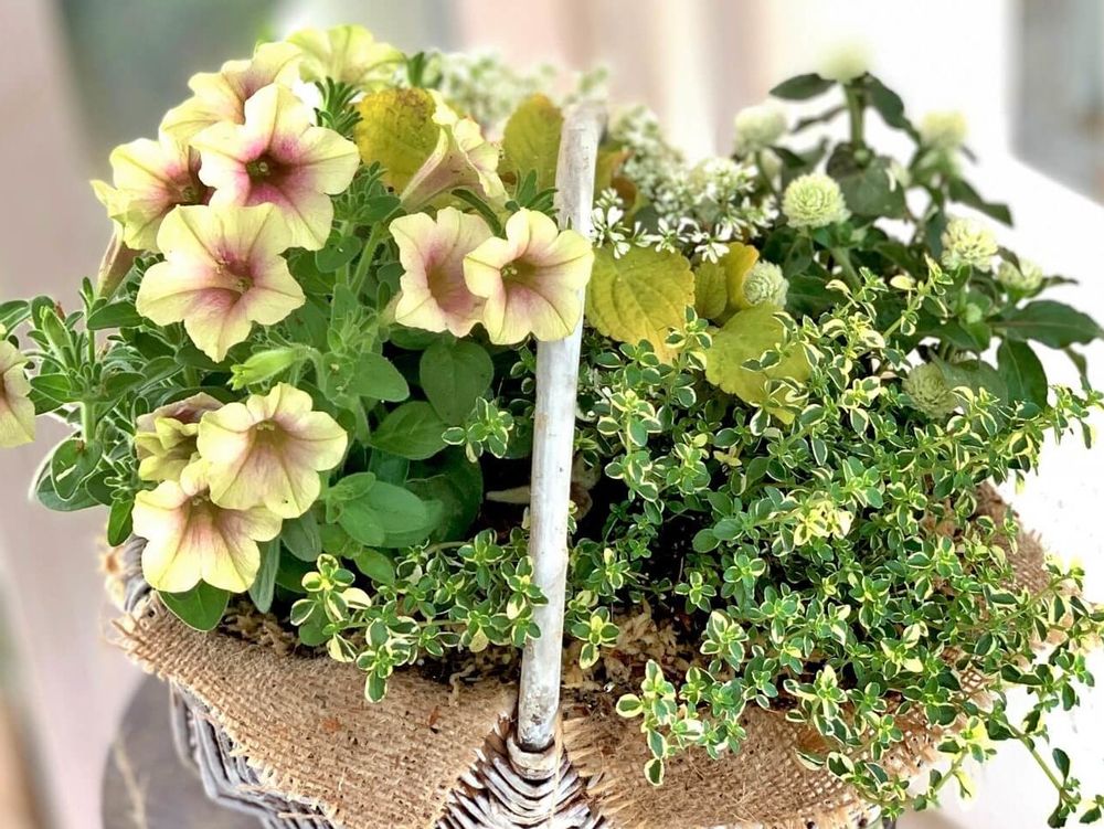 バスケットフラワー　黄色い花