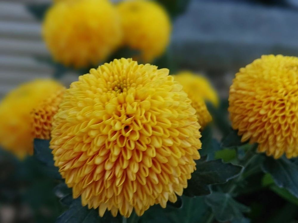 ポンポンマム　黄色い花