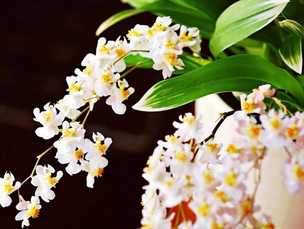 オンシジューム　白い花　鉢植え