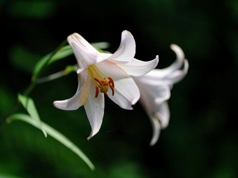 ササユリ　白い花