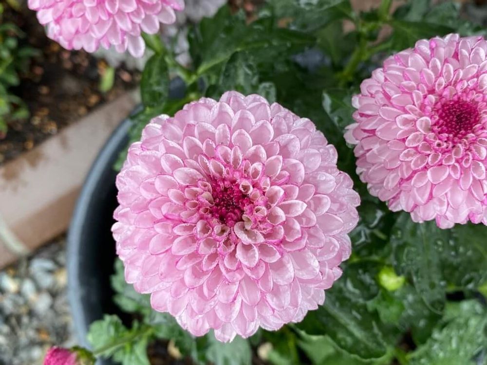 ポンポンマム　鉢植え　ピンク色の花