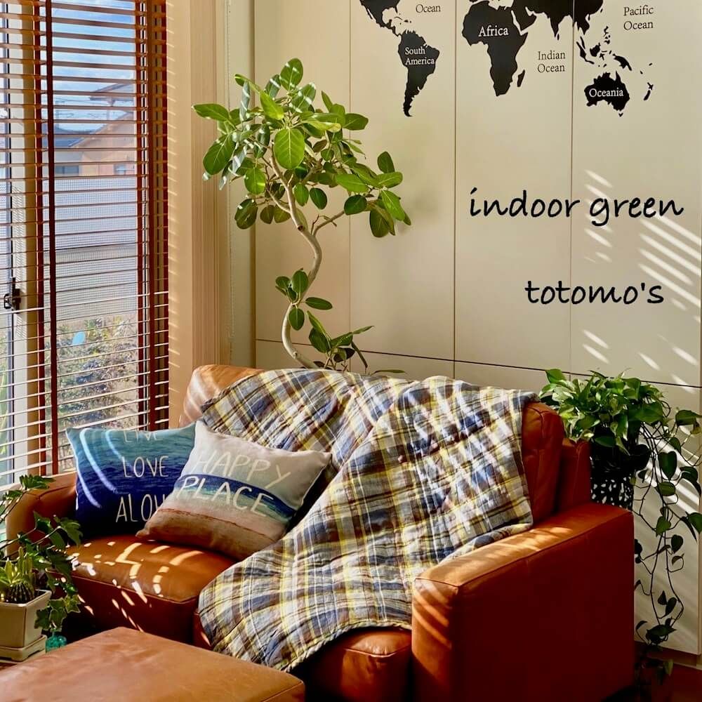 写真：大型の観葉植物があるリビング フィカス　ゴムの木