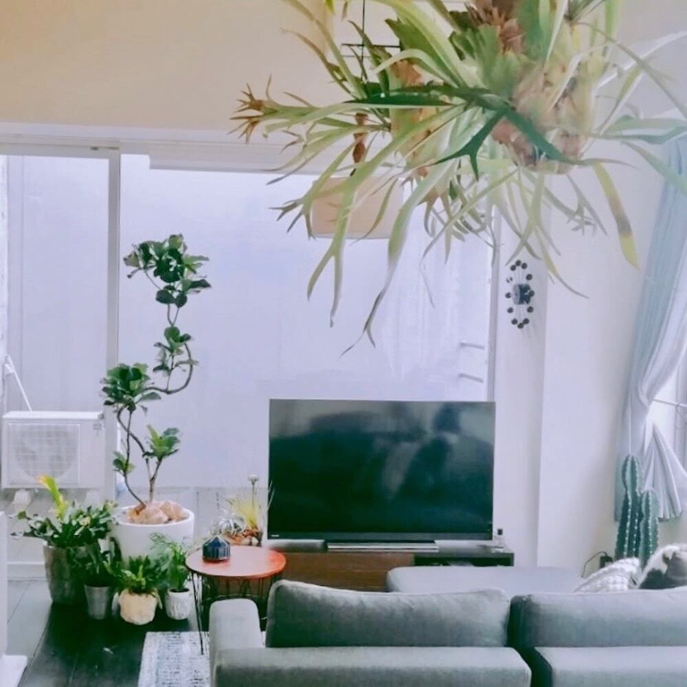 写真：大型の観葉植物があるリビング カシワバゴム　ビカクシダ