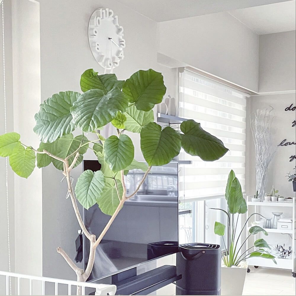 写真：大型の観葉植物があるリビング フィカス・ウンベラータ