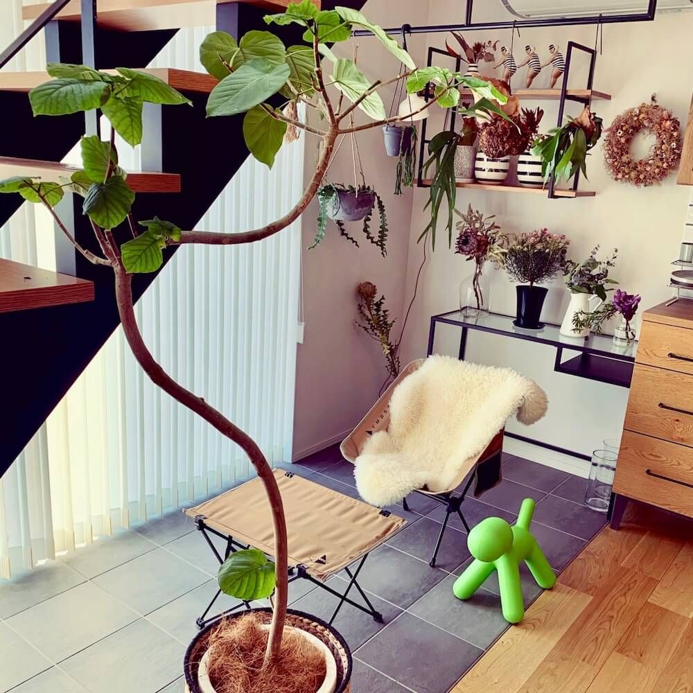 写真：大型の観葉植物があるリビング フィカス・ウンベラータ