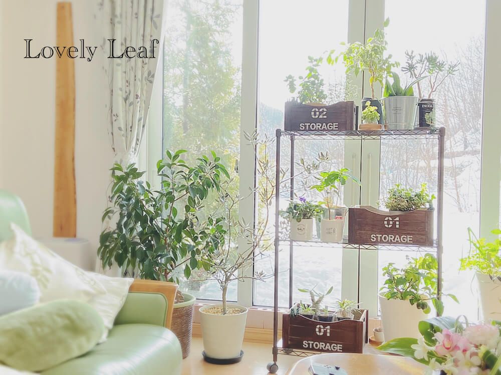 写真：大型の観葉植物があるリビング フィカス・ウンベラータ