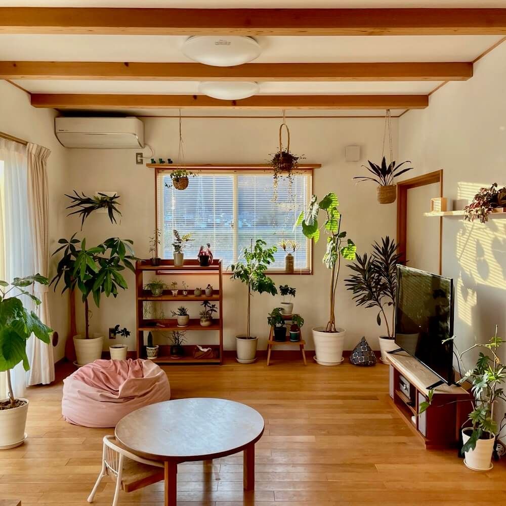 写真：大型の観葉植物があるリビング フィカス・ウンベラータ