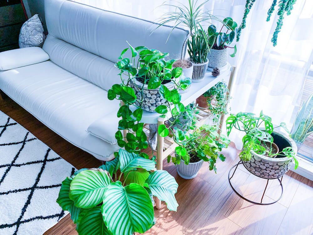 写真：大型の観葉植物があるリビング