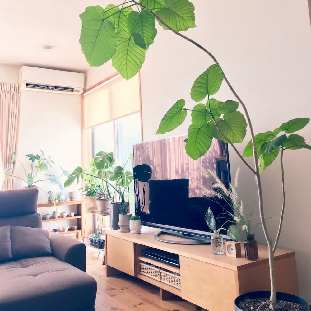 写真：大型の観葉植物があるリビング フィカス・ウンベラータ