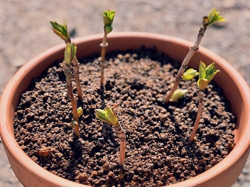アジサイ 紫陽花 の挿し木 時期や失敗しないコツは 水栽培もできる 発根させるには Greensnap グリーンスナップ