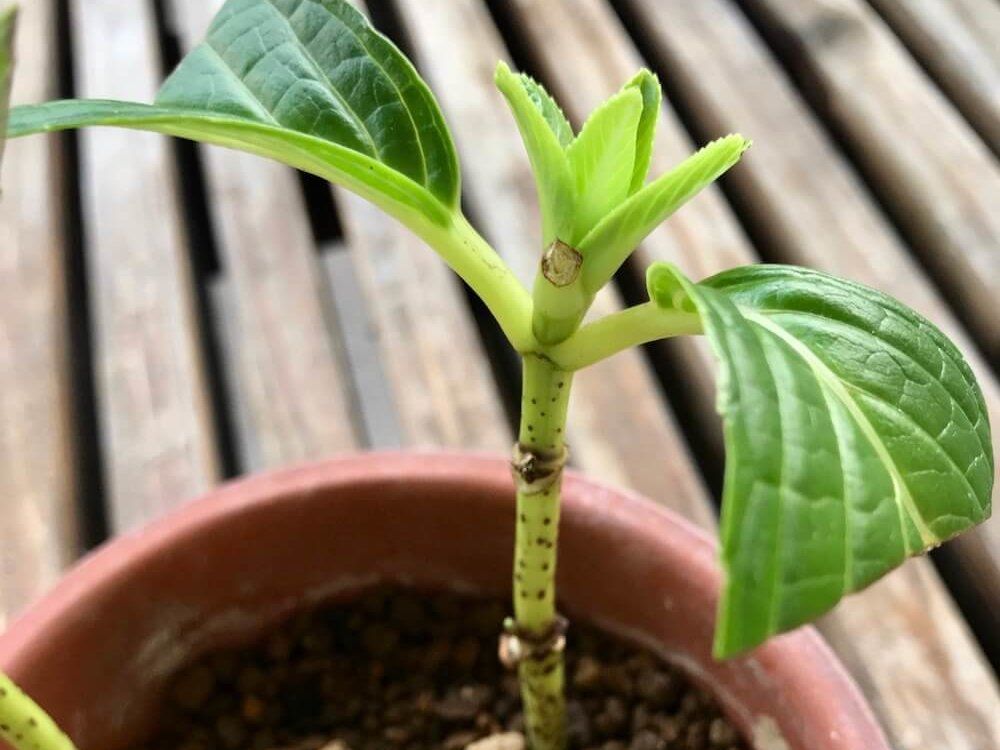 アジサイ 挿し木