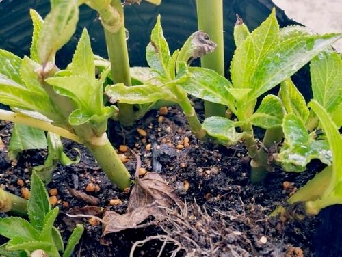 アジサイ 紫陽花 の挿し木 時期や失敗しないコツは 水栽培もできる 発根させるには Greensnap グリーンスナップ