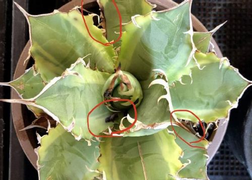 黒星病とは バラや果樹がかかりやすい 対処や予防方法は Greensnap グリーンスナップ